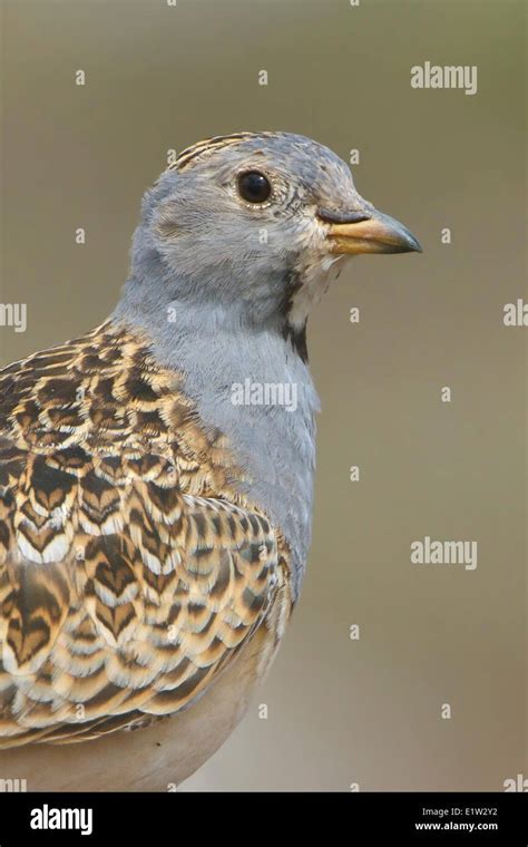 homokjáró|Thinocorus orbignyianus (Grey